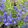 Veronica prostrate